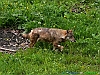 Civitella Alfedena 11_P1020993+.jpg